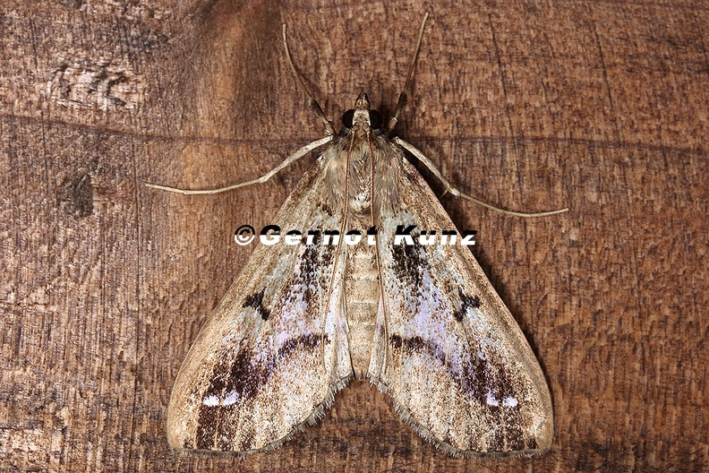 Pyralidae_indet__cf__24_2.jpg