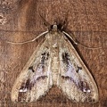 Pyralidae indet  cf  24 2