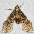Pyralidae indet  cf  29 2
