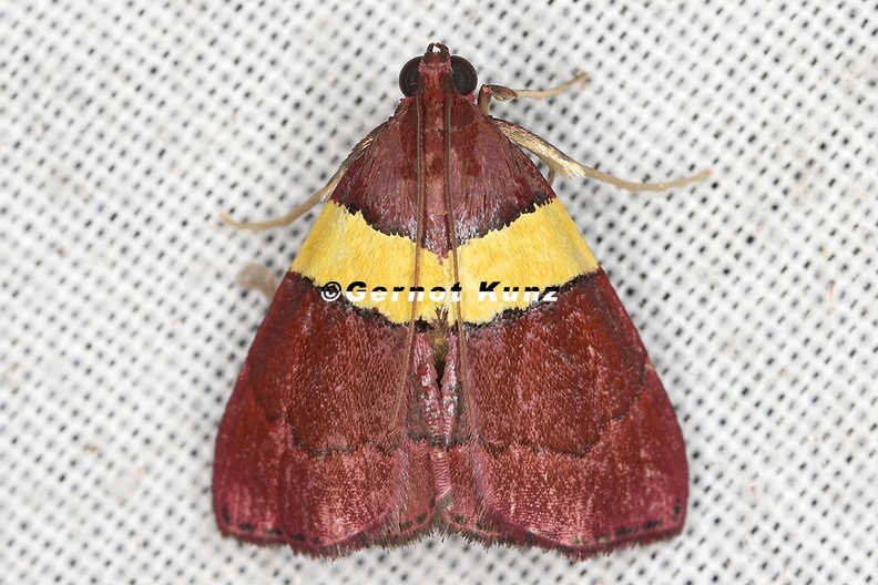 Pyralidae_indet__cf__2_2.jpg