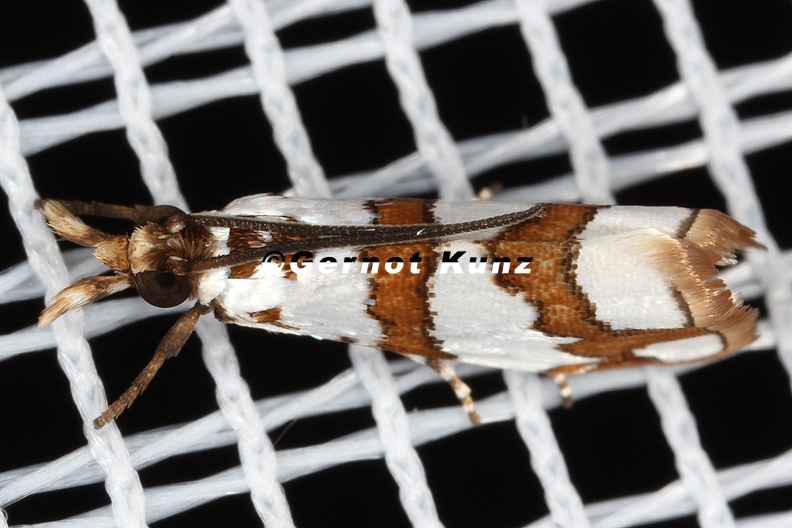 Pyralidae_indet__cf__37_2.jpg