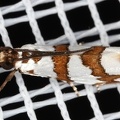 Pyralidae indet  cf  37 2