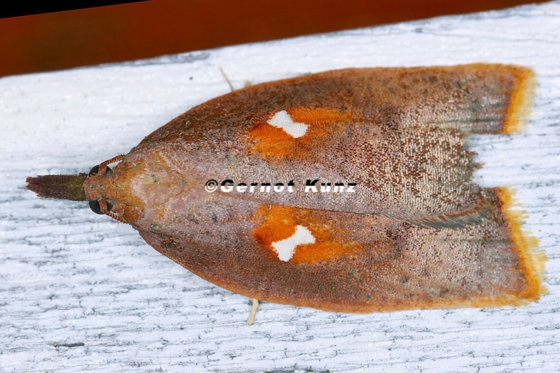 Pyralidae_indet__cf__3_2.jpg
