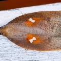 Pyralidae indet  cf  3 2