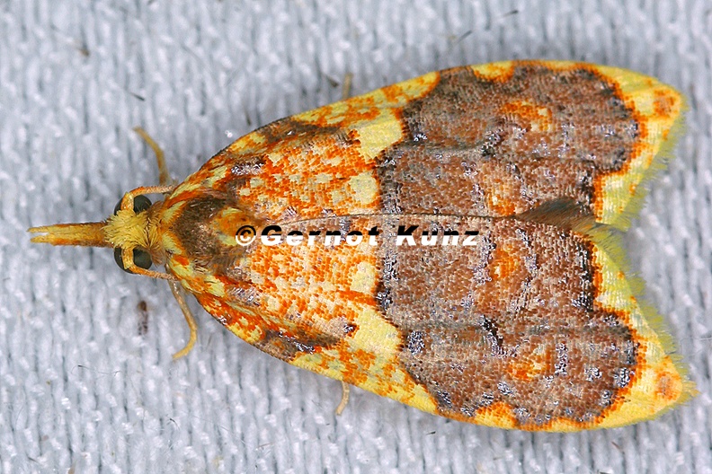 Pyralidae_indet__cf__519_2.jpg