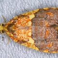 Pyralidae indet  cf  519 2