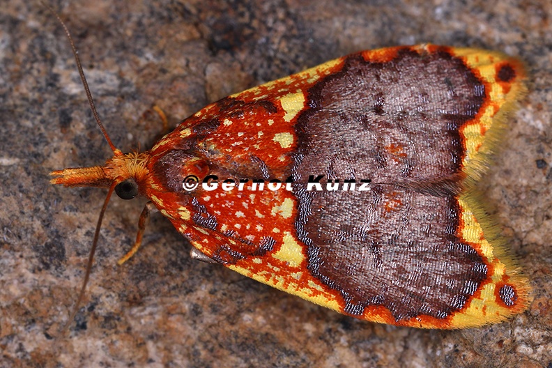 Pyralidae_indet__cf__520_2.jpg