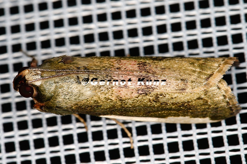 Pyralidae_indet__cf__52_2.jpg