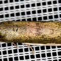 Pyralidae indet  cf  52 2