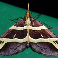 Pyralidae indet  cf  5 2