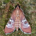 Pyralidae indet  cf  6 2