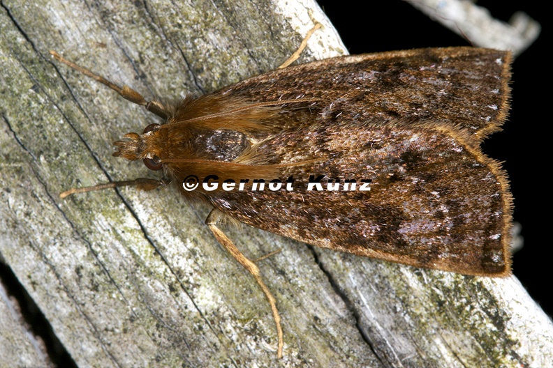Pyralidae_indet__cf__8_2.jpg