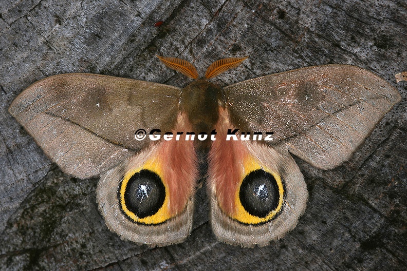 Automeris cf belti 1 2 - Automeris_cf_belti_1_2.jpg Automeris_cf_belti_1_2.jpg