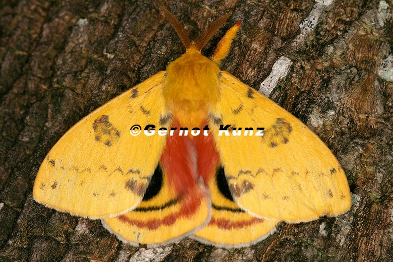 Automeris io M5 2 - Automeris_io_M5_2.jpg Automeris_io_M5_2.jpg