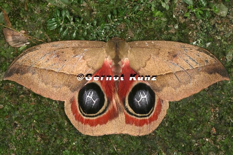 Automeris metzli 7 2 - Automeris_metzli_7_2.jpg Automeris_metzli_7_2.jpg