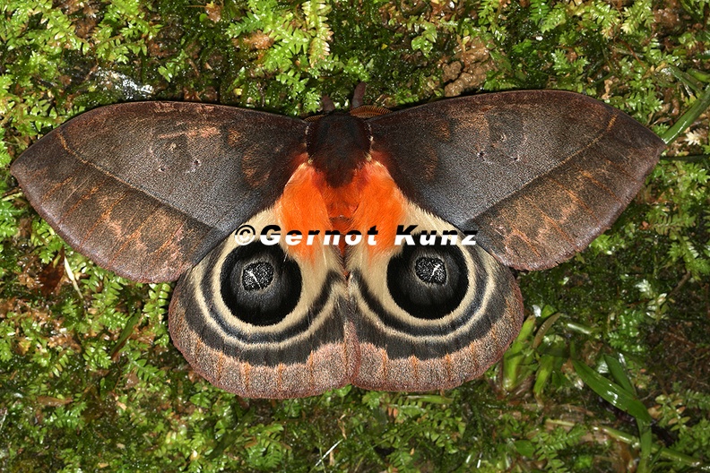 Automeris postalbida m 6 3 - Automeris_postalbida_m_6_3.jpg Automeris_postalbida_m_6_3.jpg