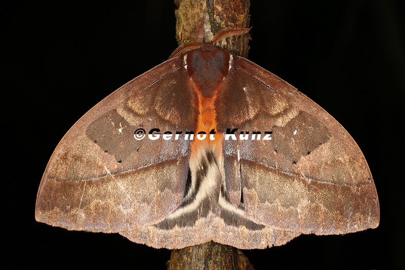 Automeris_sp__2_2.jpg