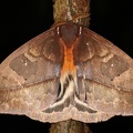 Automeris sp  2 2