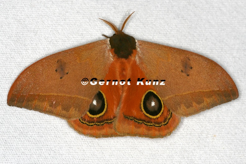 Automeris_zurobara_4_2.jpg
