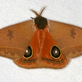 Automeris zurobara 4 2