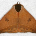 Automeris zurobara  3 2