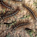 Hylesia continua L2 1