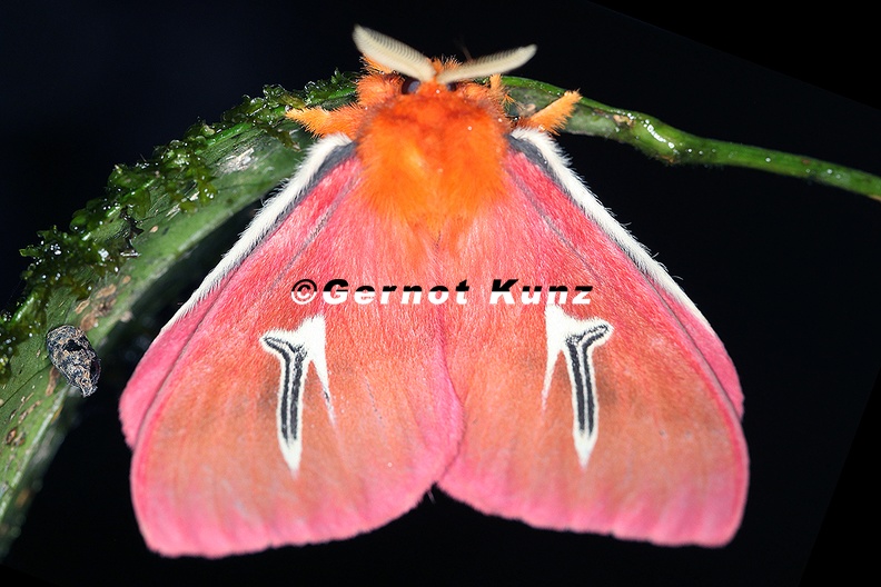 Cerodirphia_avenata_M5_3.jpg