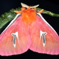 Cerodirphia avenata M5 3