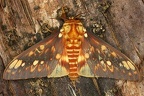 Citheronia bellavista M1 2