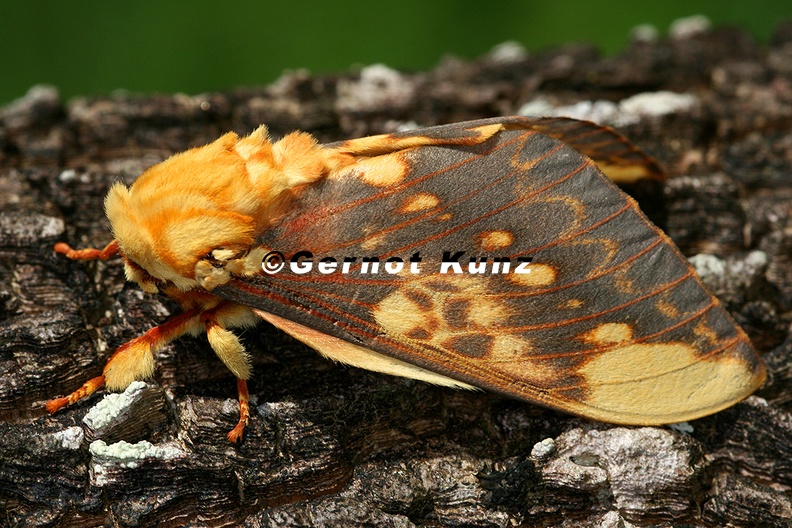 Citheronia_lobesis_M3_2.jpg