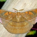 Copaxa rudloffi M1 2