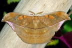 Copaxa rudloffi M1 2