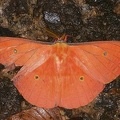 Copaxa syntheratoides M1