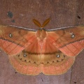 Copaxa syntheratoides M5
