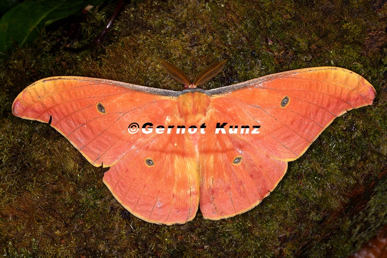 Copaxa_syntheratoides_M5_2.jpg