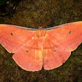 Copaxa syntheratoides M5 2