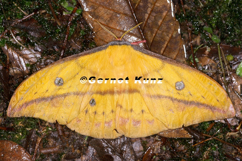 Copaxa_syntheratoides_W1_2.jpg