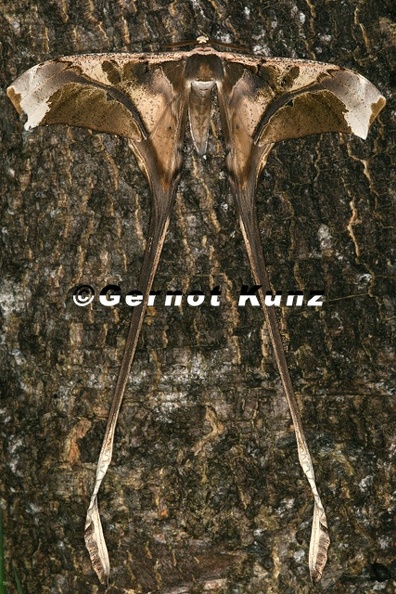 Copiopteryx semiramis andensis M2 - Copiopteryx_semiramis_andensis_M2.jpg Copiopteryx_semiramis_andensis_M2.jpg