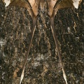 Copiopteryx semiramis andensis M2