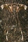 Copiopteryx semiramis andensis M2