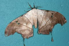 Dysdaemonia boreas M2 2
