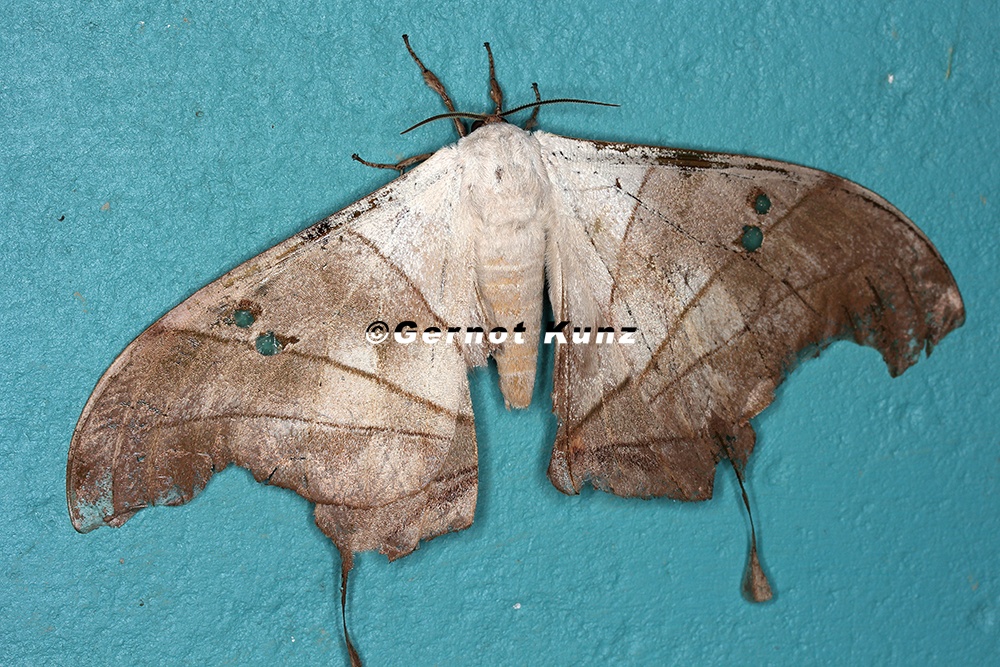 Dysdaemonia boreas M2 2