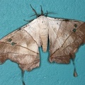 Dysdaemonia boreas M2 2
