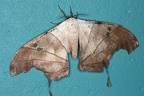 Dysdaemonia boreas M2 2