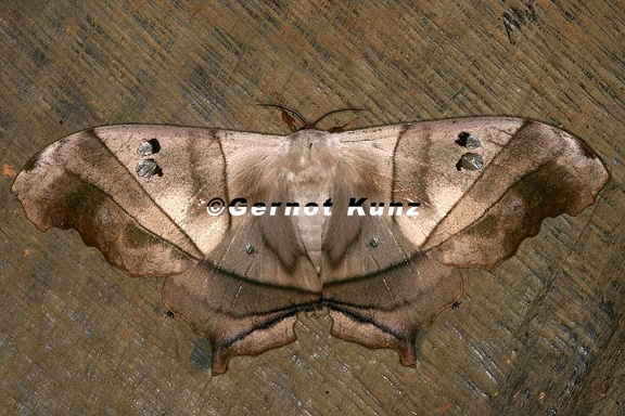 Dysdaemonia boreas W1 2
