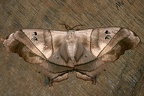 Dysdaemonia boreas W1 2