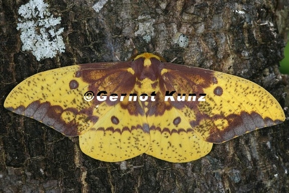 Eacles imperialis decoris M1