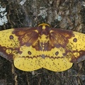 Eacles imperialis decoris M1