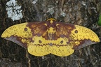 Eacles imperialis decoris M1