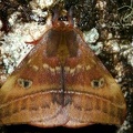 Hylesia Bertrandylesia bertrandi talamanca M1